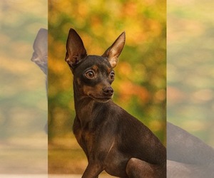 Chihuahua Dogs for adoption in Gulfport, MI, USA