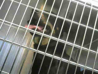 Rottweiler Dogs for adoption in Nashville, TN, USA