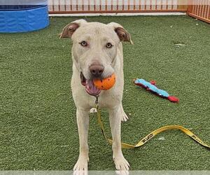 Labrador Retriever-Unknown Mix Dogs for adoption in Las Vegas, NV, USA