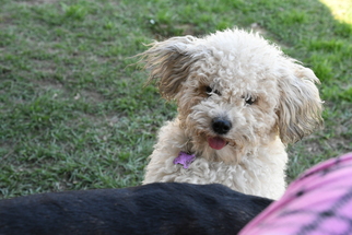 Bichon Frise Dogs for adoption in Gulfport, MI, USA