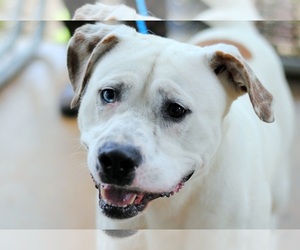 Medium Photo #1 Pointer-Unknown Mix Puppy For Sale in Anniston, AL, USA