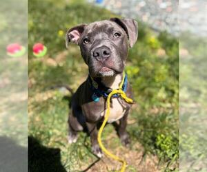American Pit Bull Terrier-Unknown Mix Dogs for adoption in Waterford, VA, USA