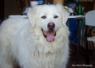 Medium Photo #1 Great Pyrenees Puppy For Sale in Whitewright, TX, USA