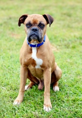 Boxer Dogs for adoption in Fairhope, AL, USA