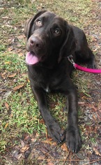 Labradinger Dogs for adoption in Valrico, FL, USA