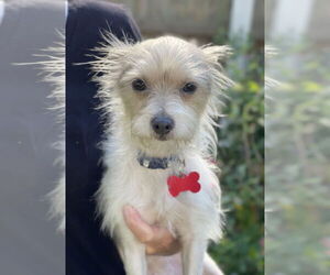 Chihuahua-Unknown Mix Dogs for adoption in Mount Laurel, NJ, USA