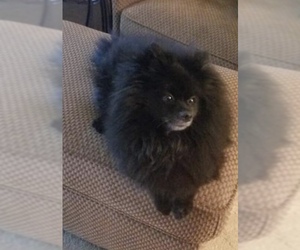 Pomeranian Dogs for adoption in Dublin, OH, USA