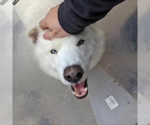 Samoyed Dogs for adoption in Von Ormy, TX, USA