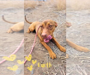 American Pit Bull Terrier-Doberman Pinscher Mix Dogs for adoption in Monte Vista, CO, USA