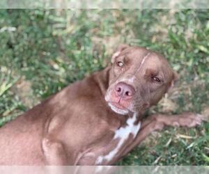American Pit Bull Terrier-Unknown Mix Dogs for adoption in Tulsa, OK, USA