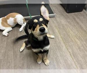 German Shepherd Dog Dogs for adoption in Pasadena, CA, USA