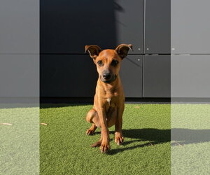 Mutt Dogs for adoption in El Centro, CA, USA