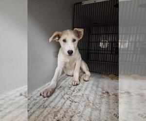 German Shepherd Dog-Unknown Mix Dogs for adoption in Houston, TX, USA