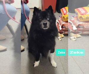 - Mix Dogs for adoption in Richmond, IN, USA