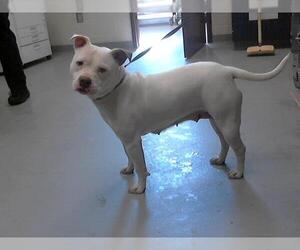 American Pit Bull Terrier Dogs for adoption in Fayetteville, NC, USA