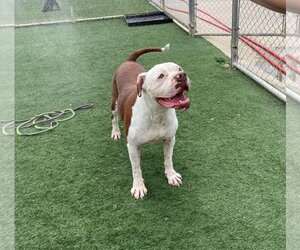 Bulloxer Dogs for adoption in Rockwall, TX, USA