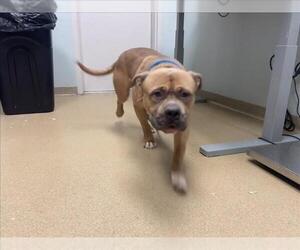 American Staffordshire Terrier-Unknown Mix Dogs for adoption in Fort Collins, CO, USA