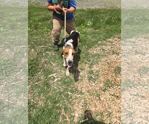 American Foxhound Dogs for adoption in Rustburg, VA, USA