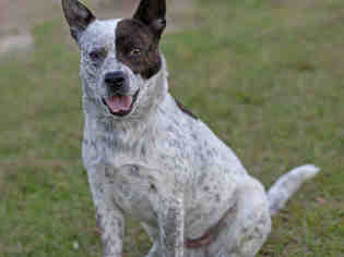 Mutt Dogs for adoption in Tallahassee, FL, USA