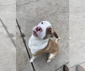 American Pit Bull Terrier-Unknown Mix Dogs for adoption in Aurora, IL, USA