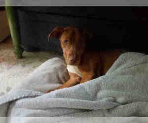 Vizsla Dogs for adoption in Gainesville, FL, USA