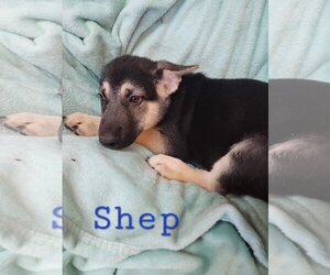 German Shepherd Dog-Huskies  Mix Dogs for adoption in Scottsboro, AL, USA