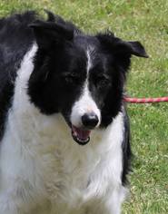 Border Collie Dogs for adoption in Lytle, TX, USA