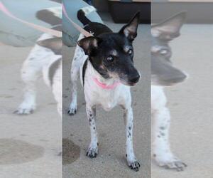 Rat Terrier Dogs for adoption in Chaska, MN, USA