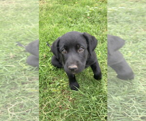 Labrador Retriever-Unknown Mix Dogs for adoption in Grafton, WI, USA