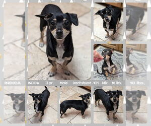 Chiweenie Dogs for adoption in Mesa, AZ, USA