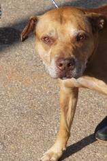 American Bulldog-Labrador Retriever Mix Dogs for adoption in Monroeville, AL, USA