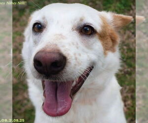 Mutt Dogs for adoption in Canton, CT, USA