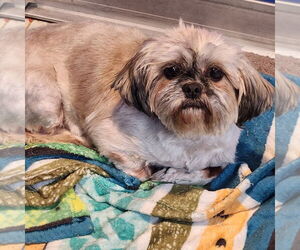 Shih Tzu Dogs for adoption in Walnutport, PA, USA