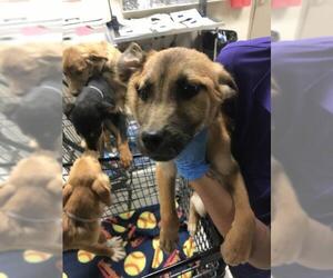 Labrador Retriever-Unknown Mix Dogs for adoption in Conroe, TX, USA