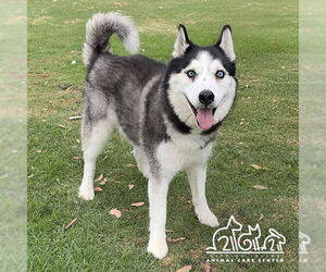 Siberian Husky Dogs for adoption in Irvine, CA, USA