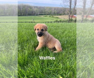 Anatolian Shepherd-Unknown Mix Dogs for adoption in Aurora, IN, USA