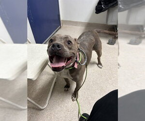 Mutt Dogs for adoption in Bakersfield, CA, USA