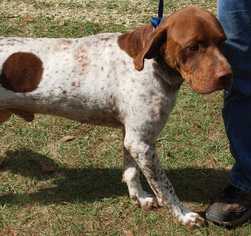 Pointer Dogs for adoption in Elmsford, NY, USA