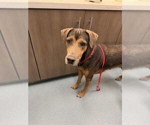 Labrador Retriever-Unknown Mix Dogs for adoption in Baytown, TX, USA