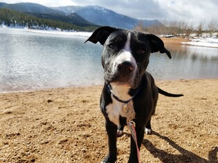 American Staffordshire Terrier-Boxer Mix Dogs for adoption in Englewood, CO, USA