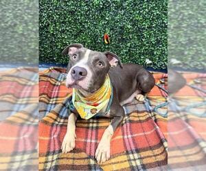 American Pit Bull Terrier-Unknown Mix Dogs for adoption in Corpus Christi, TX, USA