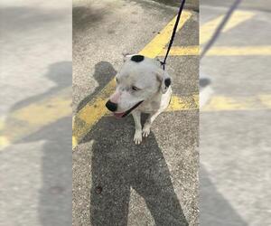 American Pit Bull Terrier-Unknown Mix Dogs for adoption in Houston, TX, USA