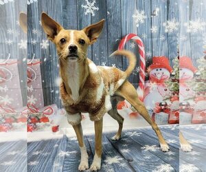 Chihuahua Dogs for adoption in Wetumpka, AL, USA