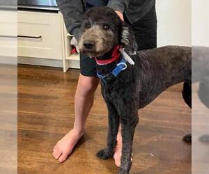 Poodle (Standard) Dogs for adoption in Kansas City, MO, USA