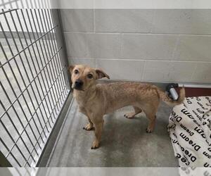 Cardigan Welsh Corgi-Labrador Retriever Mix Dogs for adoption in Jackson, CA, USA