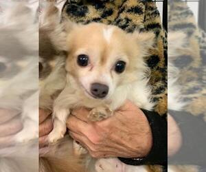 Chihuahua Dogs for adoption in Newaygo, MI, USA