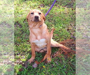 Bulldog-Labrador Retriever Mix Dogs for adoption in Wetumpka, AL, USA