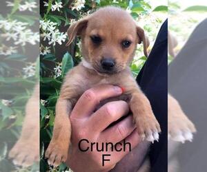 American Pit Bull Terrier-Chihuahua Mix Dogs for adoption in Mission Viejo, CA, USA