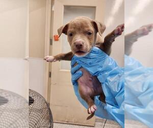 American Staffordshire Terrier-Unknown Mix Dogs for adoption in San Antonio, TX, USA
