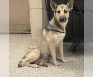 German Shepherd Dog-Unknown Mix Dogs for adoption in Conroe, TX, USA
